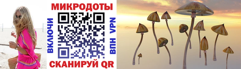 Купить где  Нестеров  Псилоцибиновые грибы прущие грибы 